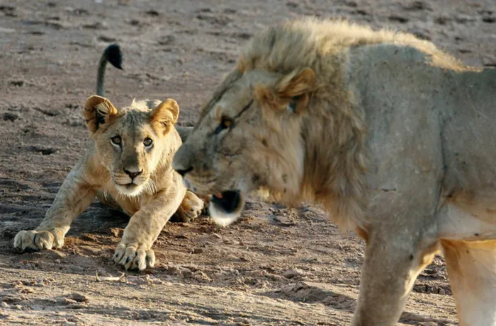 Kenya's inviting investment to revive its once glorious tourism sector that's best known for safaris, white sandy beaches and mountain climbing. Picture: REUTERS/Radu Sigheti