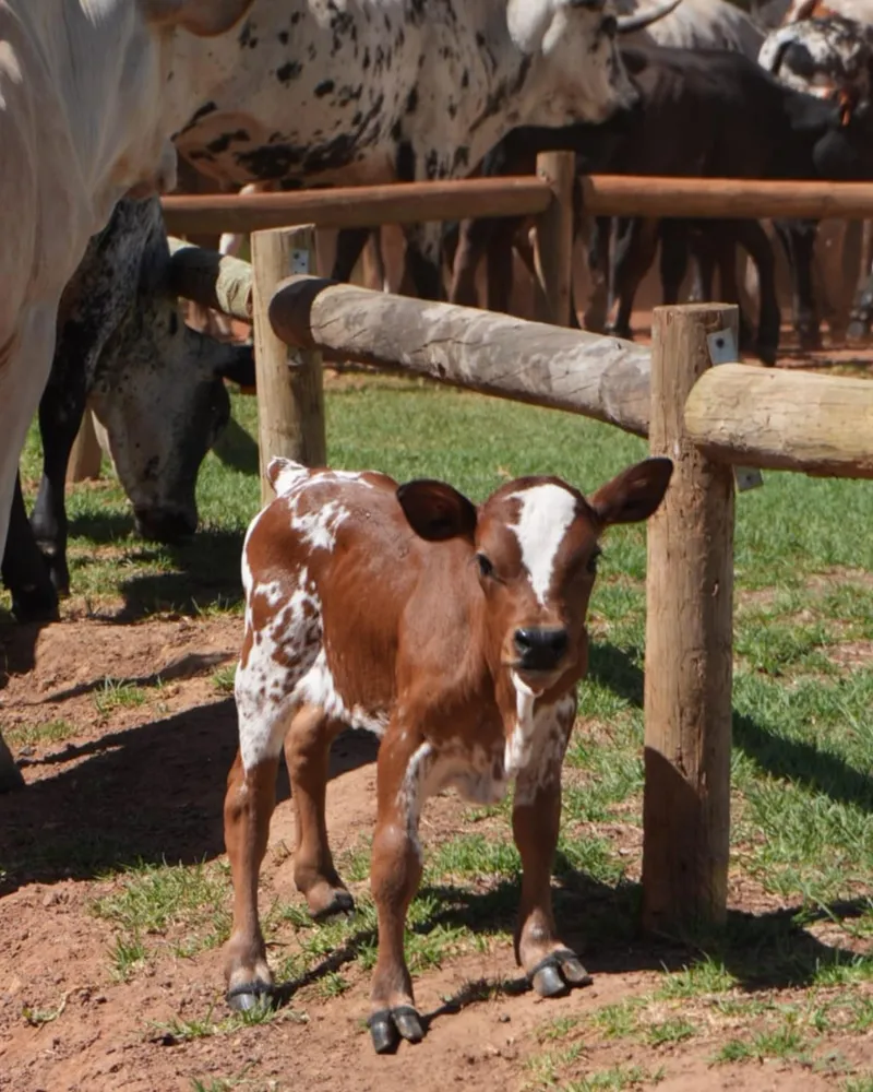 Rare dwarf Nguni calf born at Vergelegen wine estate