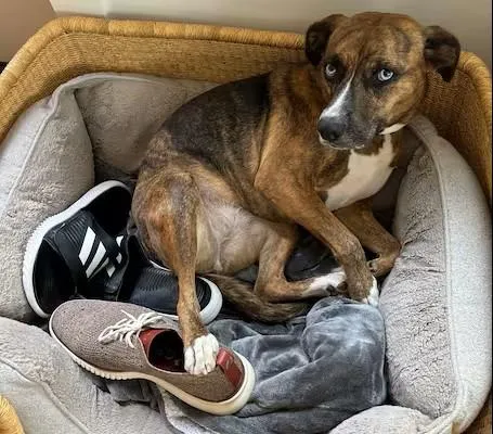 Why your dog steals your shoes and other canine behaviors explained