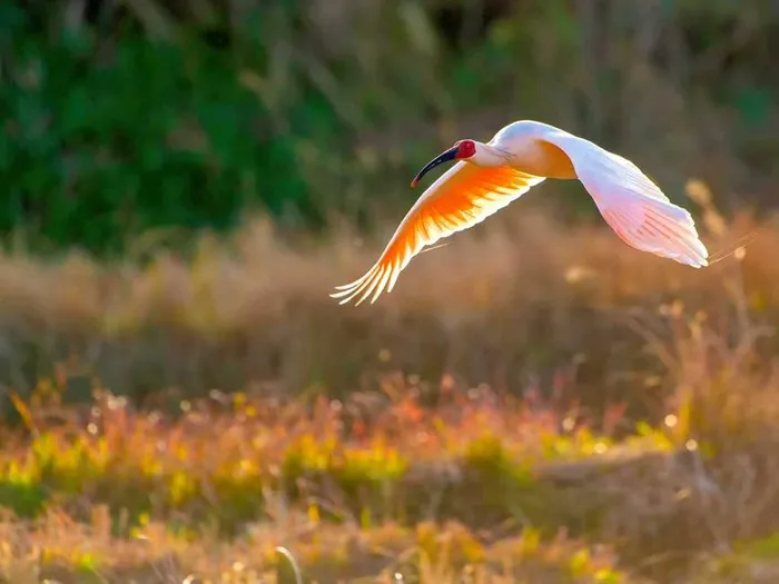 The crested ibis, a rare and endangered bird known as the "oriental gem," and a species under first-class state protection in China, is seen in the Dongzhai National Nature Reserve, located in Luoshan county, Xinyang, central China's Henan Province. 