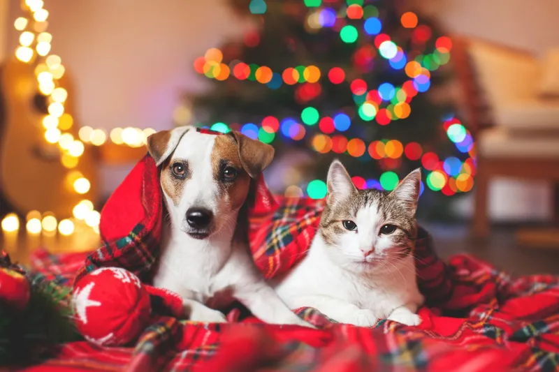 'Pawsitive' holiday vibes: Make sure your pets are safe during the festive season