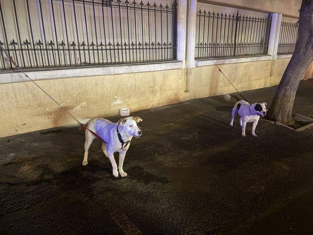 Three dogs seized after alleged attack on officers in Cape Town’s Long Street - IOL