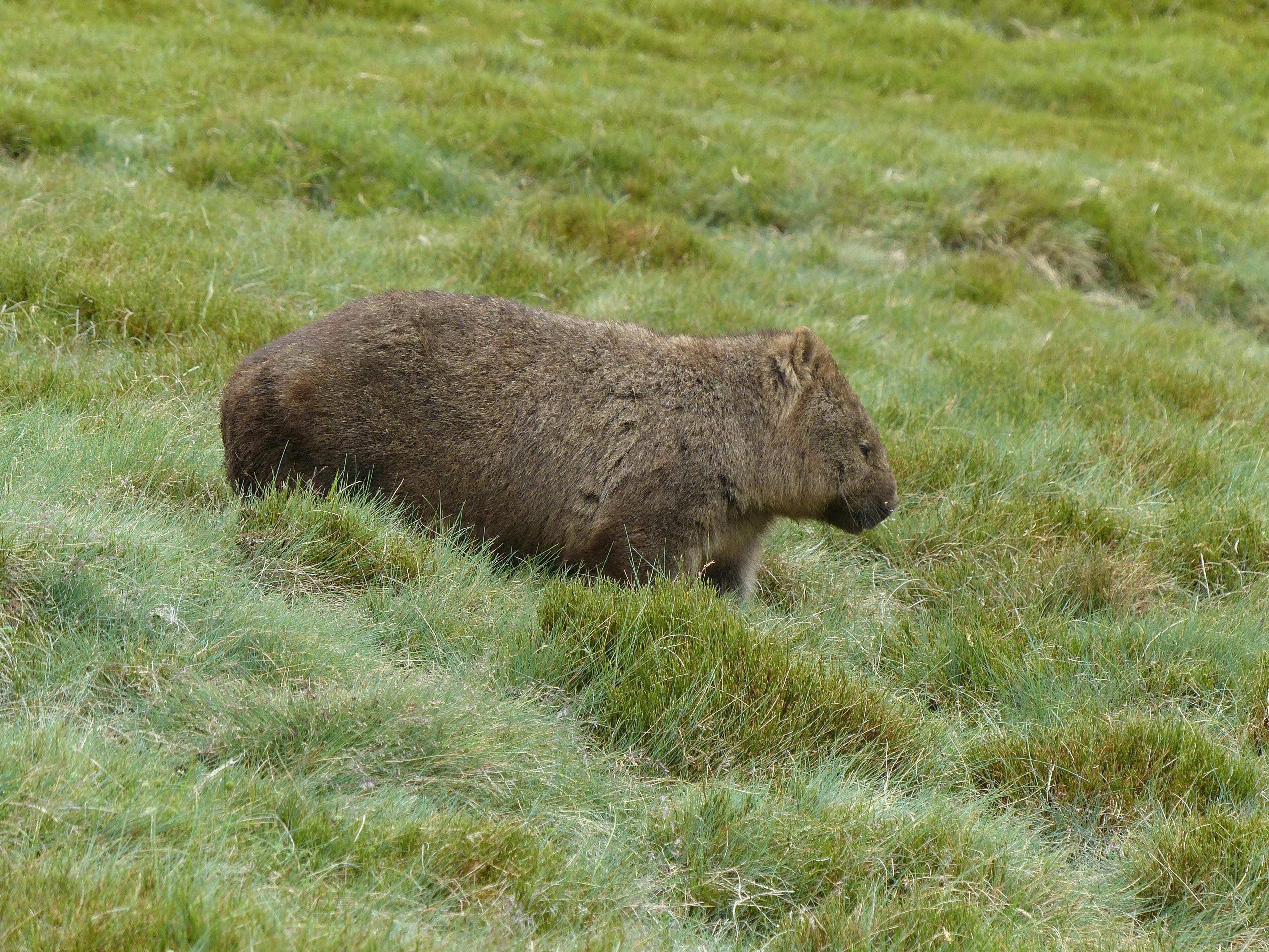 Wombat snatcher's down under drama: viral video forces tourist to flee ...