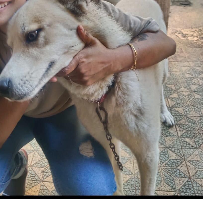 Durban family searches for missing Husky after CCTV captures dog theft - IOL