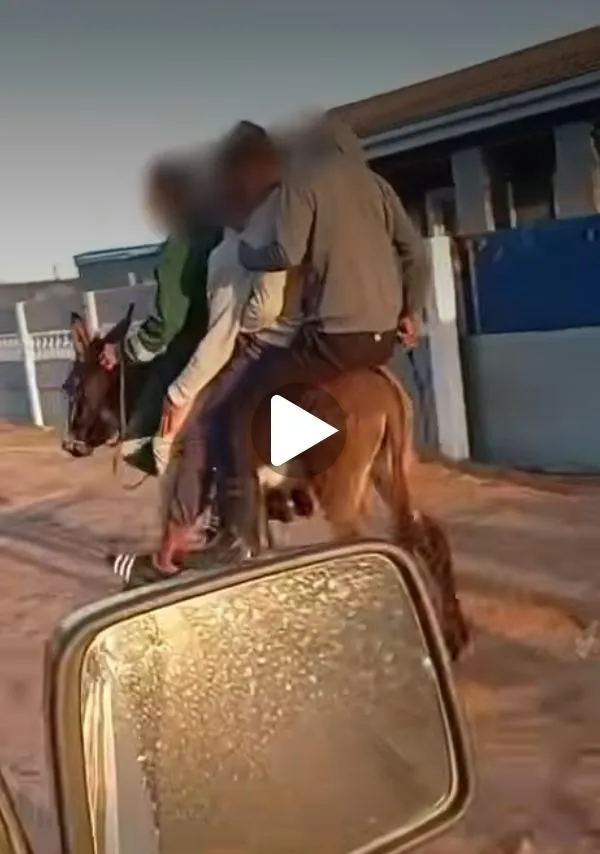 SPCA rescues donkey and 24 dogs from cruelty in Cape Town