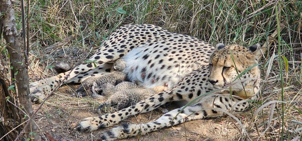 Gamini gives birth to three cubs, boosting cheetah conservation efforts at Kuno National Park
