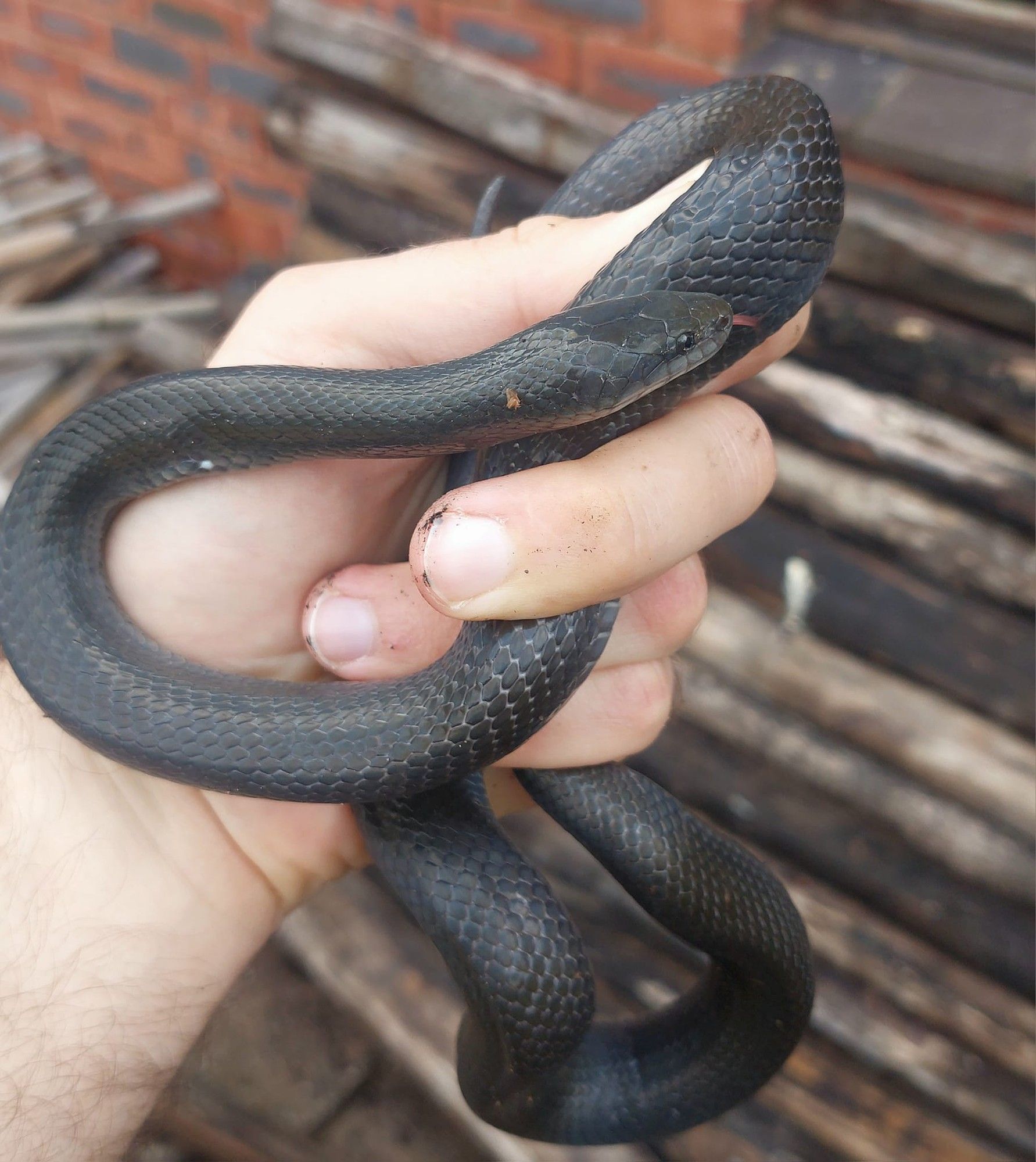 House snakes: nature’s eco-friendly pest controllers