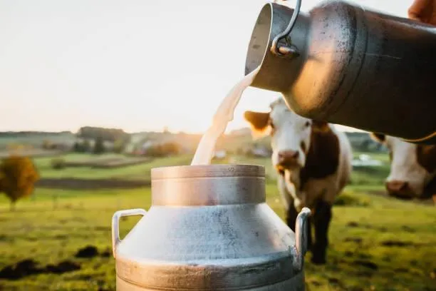 South Africa's dairy sector hit hard by FMD outbreak as losses soar to R1 billion