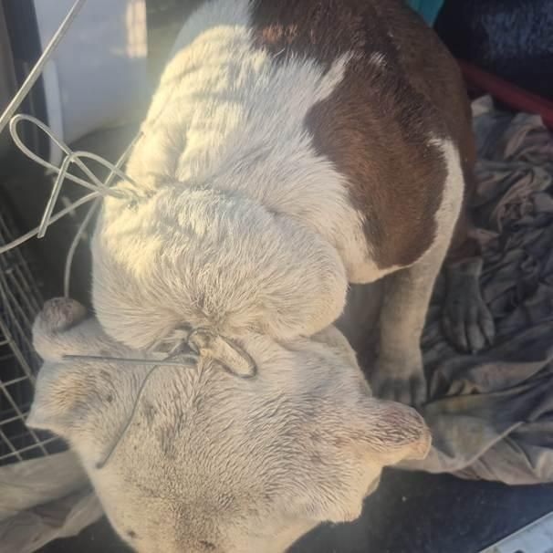 'I couldn't sleep that night': SPCA inspector seeks public info after disturbing dog cruelty case in Philippi