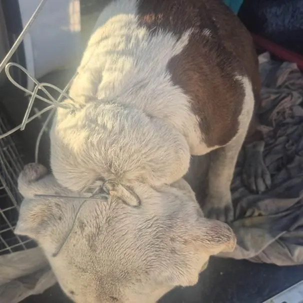 SPCA inspector seeks public help in disturbing dog cruelty case in Philippi