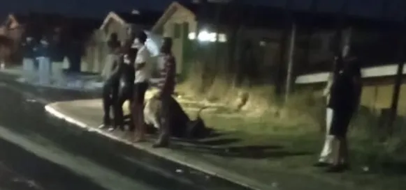 Animal cruelty: Pregnant cow shot dead by a ‘drunk man’ in Phoenix