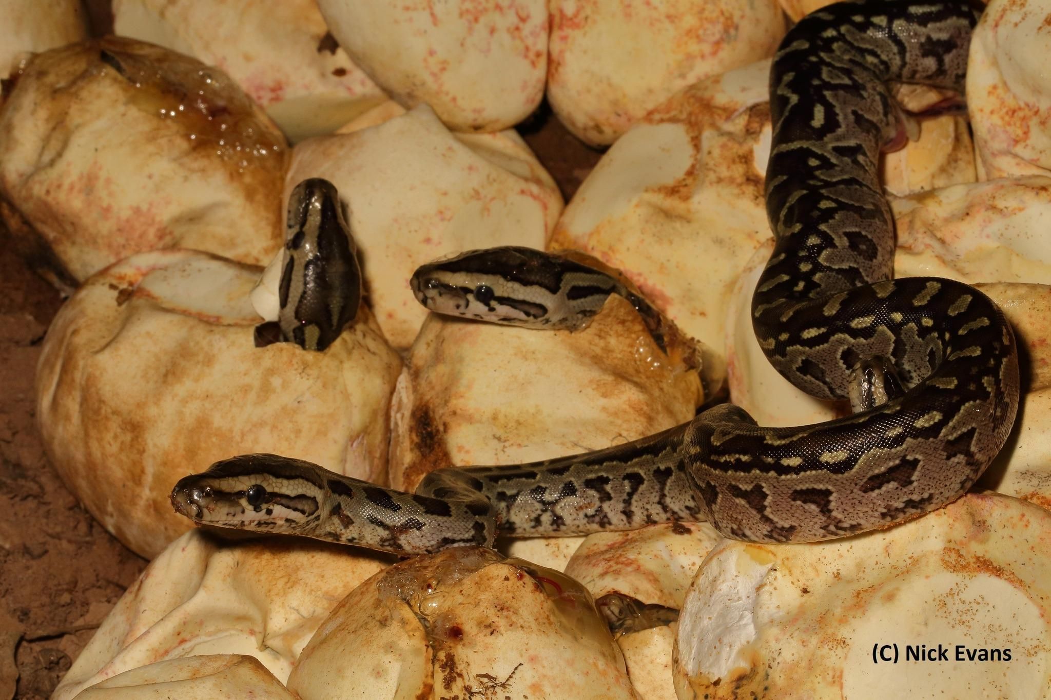 Rescue mission: Durban team saves python eggs from development site