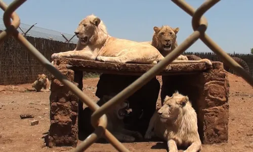 Professor sentenced for animal cruelty after starving lions found