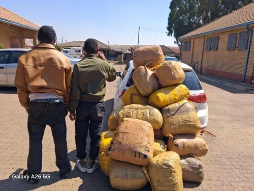 Two men arrested after 180kg dagga seizure in Mpumalanga