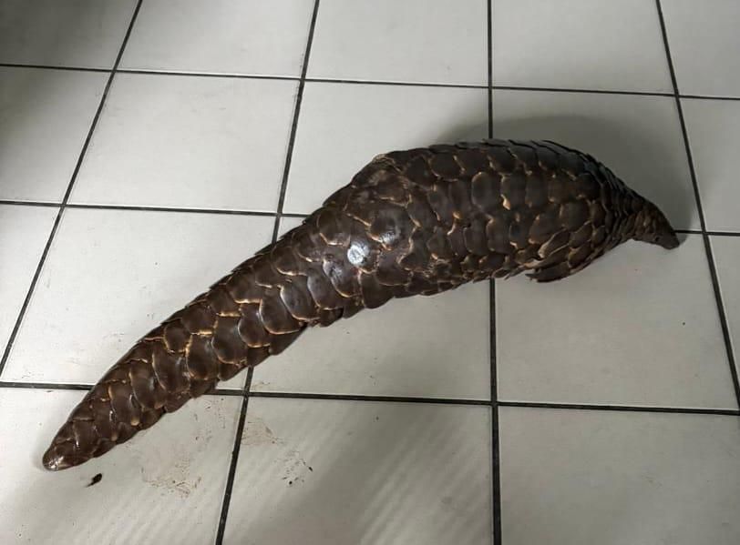 Drei Verdächtige in Bloemfontein wegen Handels mit bedrohten ...