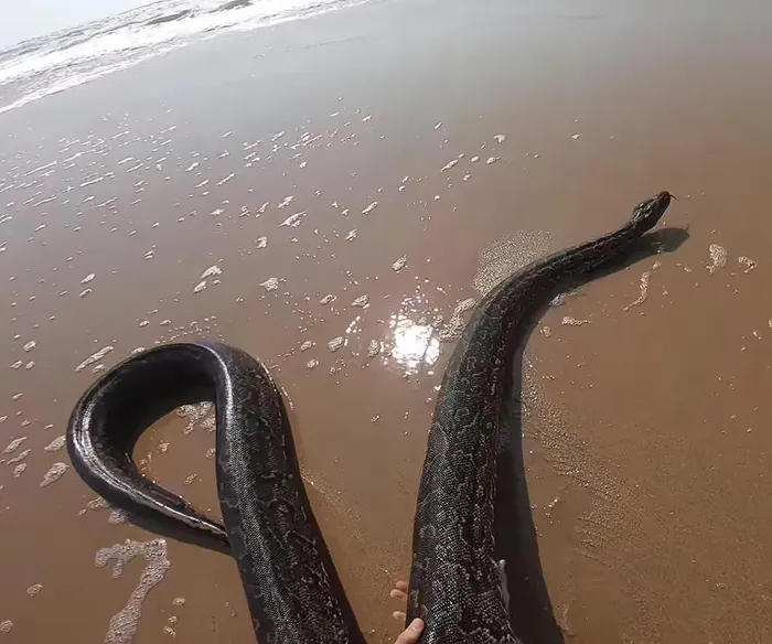 WATCH: Giant python rescued from Scottburgh beach after struggling in ...