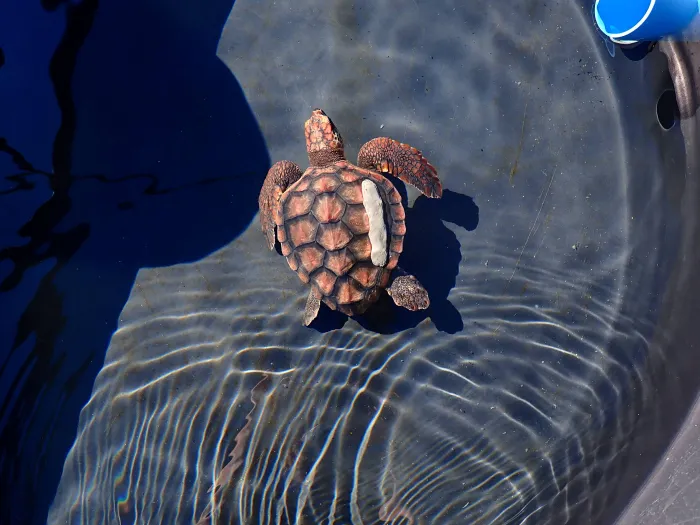 After nearly six years of intensive rehabilitation, a rescued loggerhead turtle Kai has finally returned to the ocean