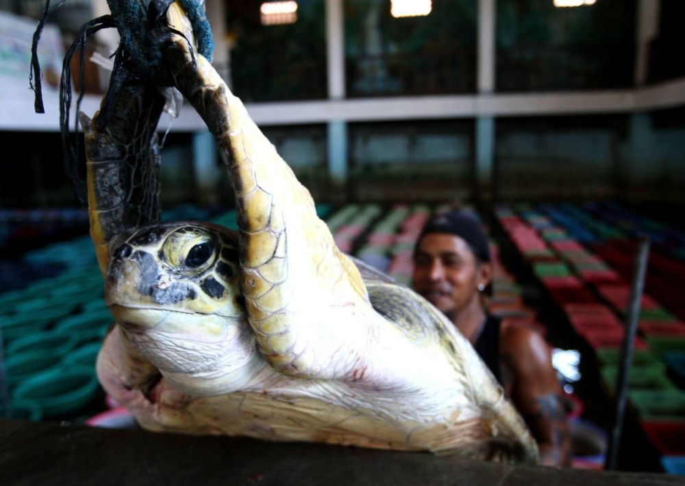 Bali police seize 33 poached turtles
