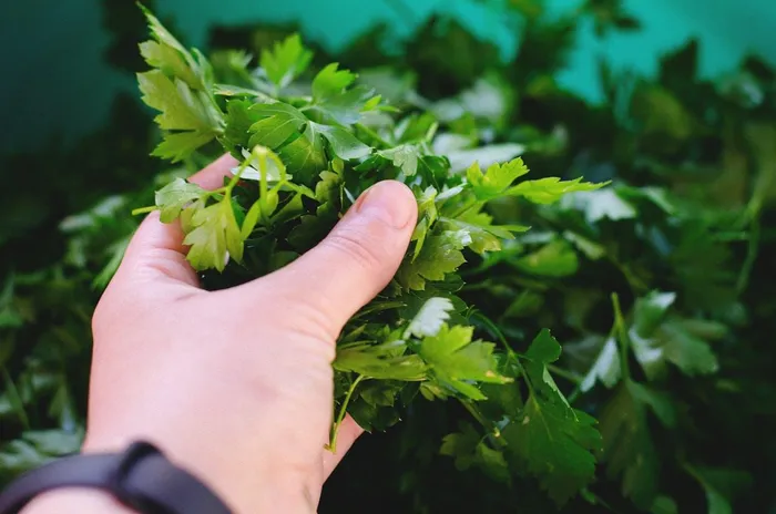 Flat-leaf Italian parsley is the ultimate starting point and the undisputed workhorse of the kitchen.