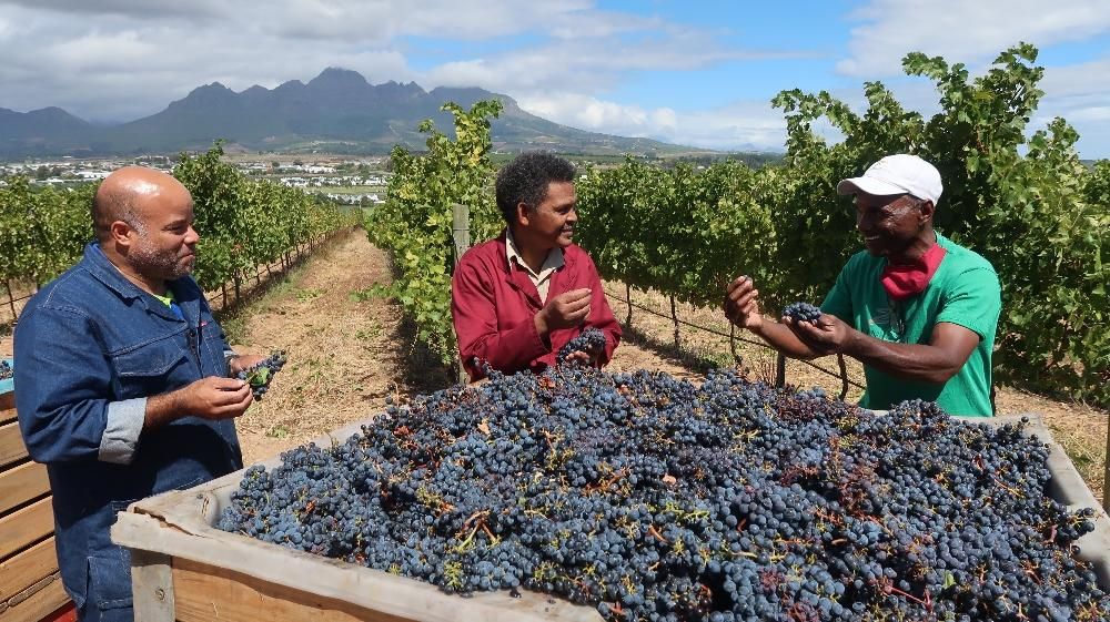 Shifting the landscape: Mentorship and diversity in South Africa's wine industry