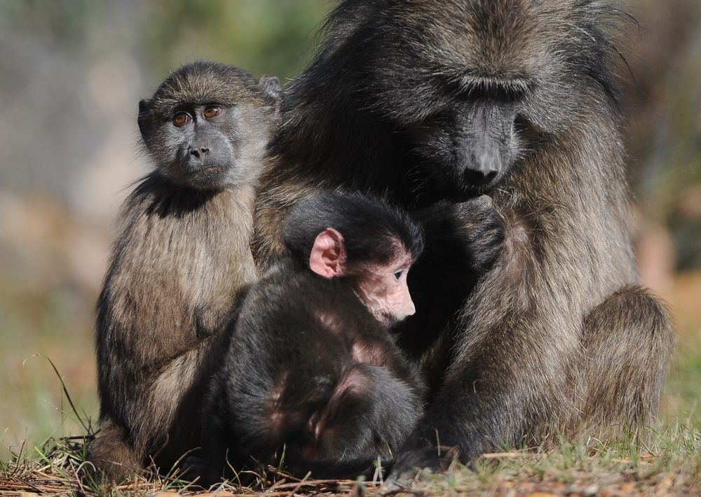 Cape Town's baboon sanctuary plans spark controversy among conservationists