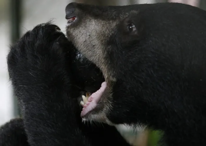 File photo - Black bear.