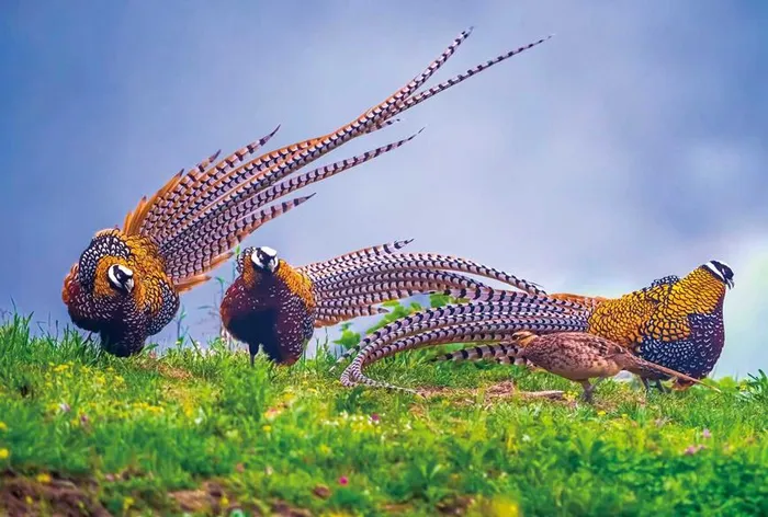 Reeves's pheasants are seen in the Dongzhai National Nature Reserve, Luoshan county, Xinyang, central China's Henan Province.