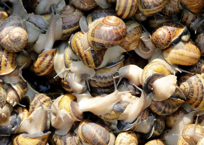 Snails are hermaphrodites that engage in penis fencing. Picture: Leonhard Foeger/Reuters