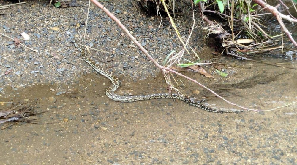 Pythons rescued by Crocworld released into safe reserve