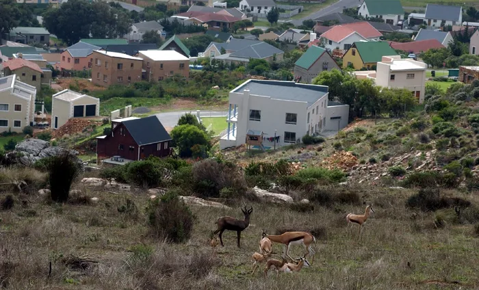 SPRINGBOKS AT THE SOLOLE GAME RESERVE. PIC ELON LESTRADE. 17-06-2004. STORY HELE