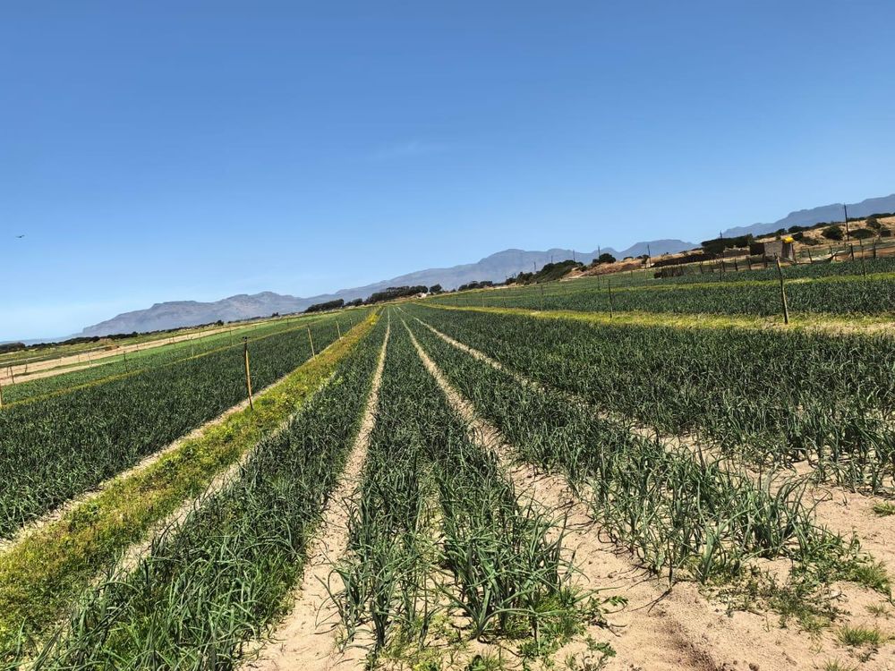 Farmers in Philippi Horticultural Area warn that crime threatens food production