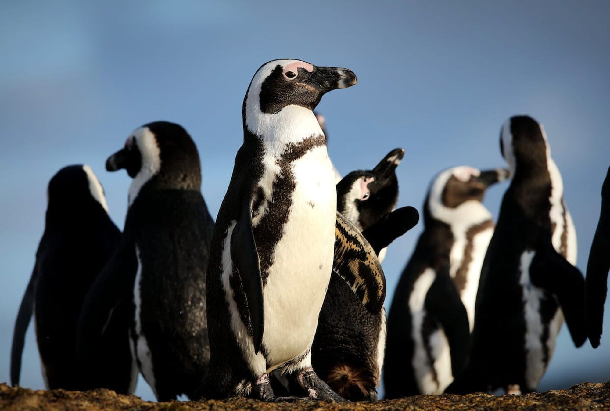 Concern over impact of Avian Influenza outbreak on Critically Endangered African Penguin