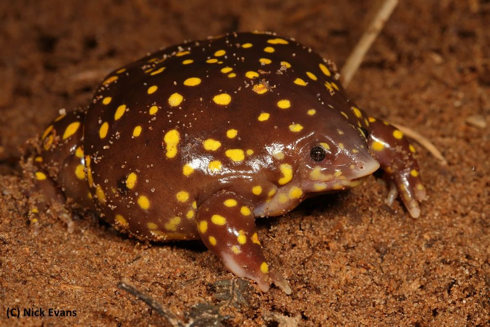 The cute and bizarre spotted shovel-nosed frog: a rare find by