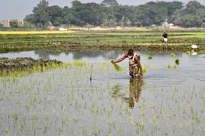 A farmer plants paddy in his field in Gazipur on the outskirts of Dhaka, Bangladesh, in this file photo. The small, densely-populated nation is the third-highest rice-producing country in the world. Photo: AFP