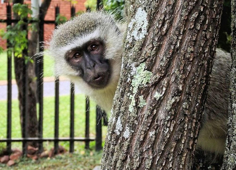Monkey’s stealing your food? Here's how you can solve the problem