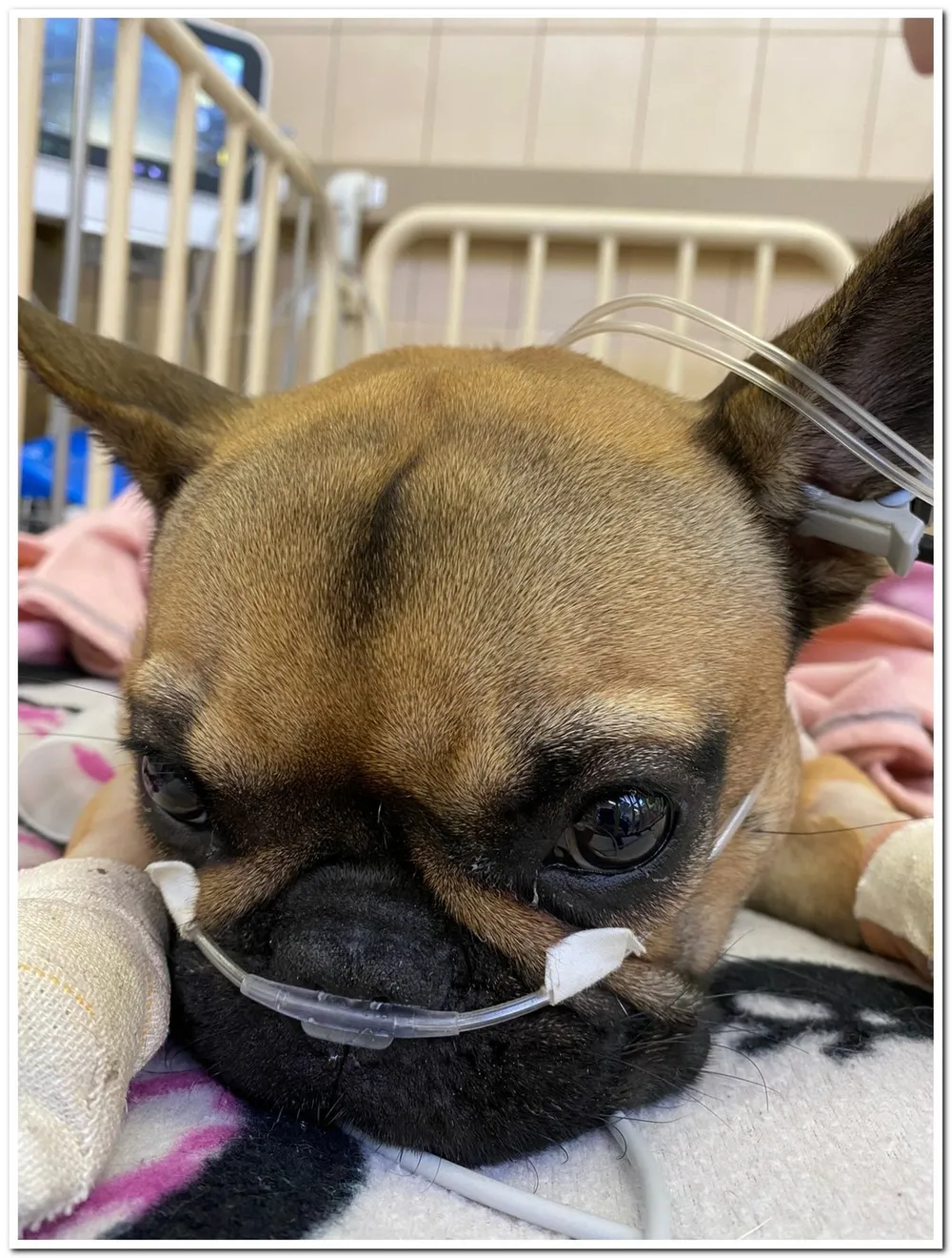 A small dog lies recovering on a bed in a veterinary intensive care unit 