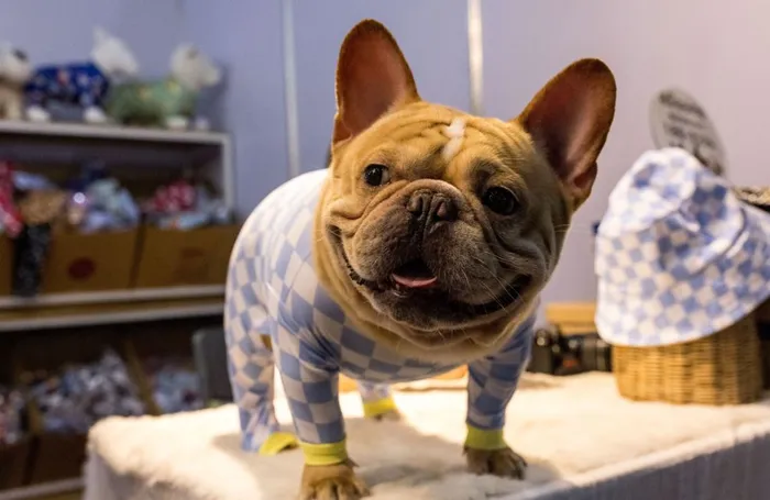 A French bulldog wears checquered pyjamas at the annual Pet Expo Thailand 2021 in Bangkok on November 25, 2021. Picture: Jack Taylor/ AFP