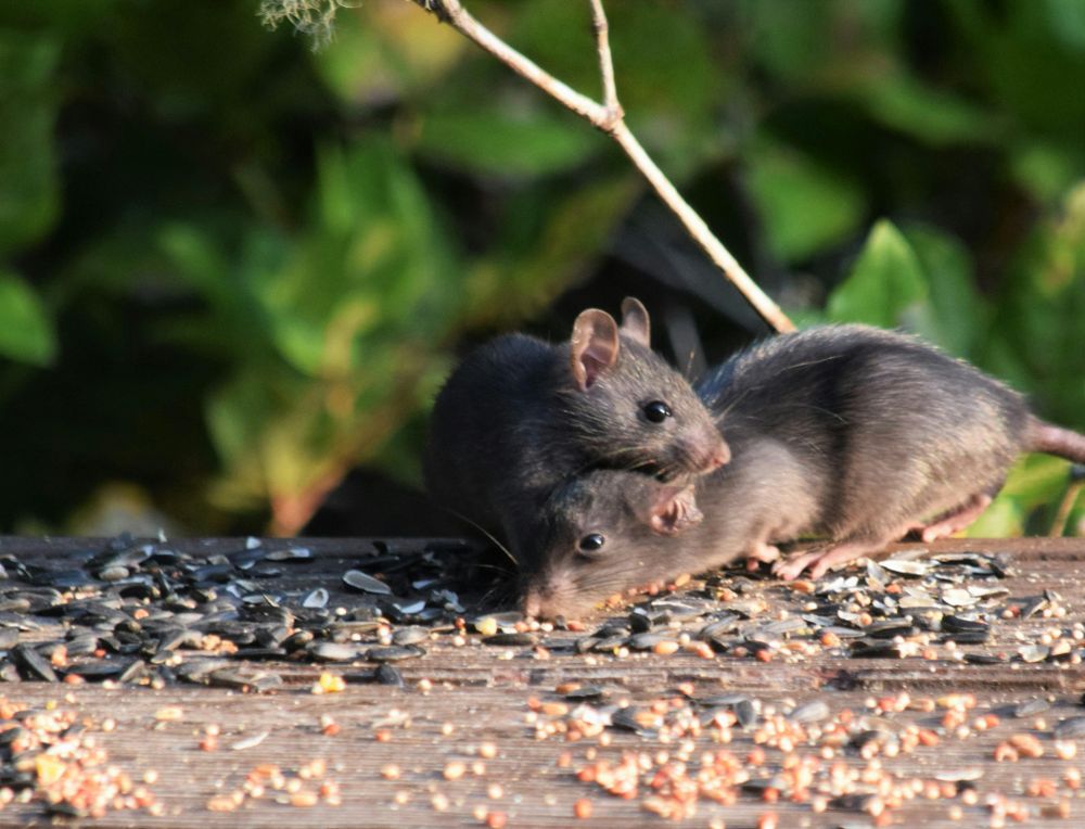 Health alert in Switzerland: Man contracts hantavirus after South American cruise