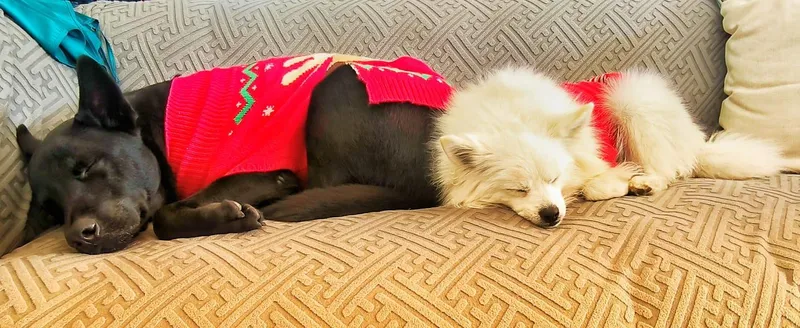 Maybe we should treat people like dogs