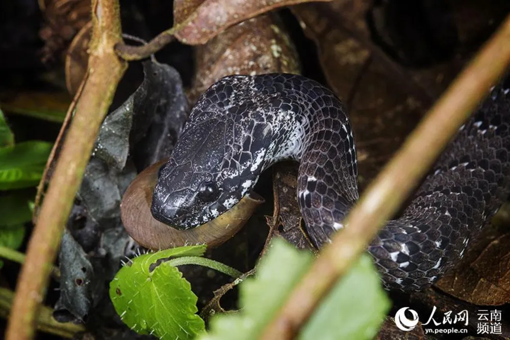 Pareas margaritophorus at Gaoligong Mountain in southwest China’s Yunnan province. (Photo courtesy of the management bureau of the Gaoligong Mountain National Nature Reserve in Yunnan)
