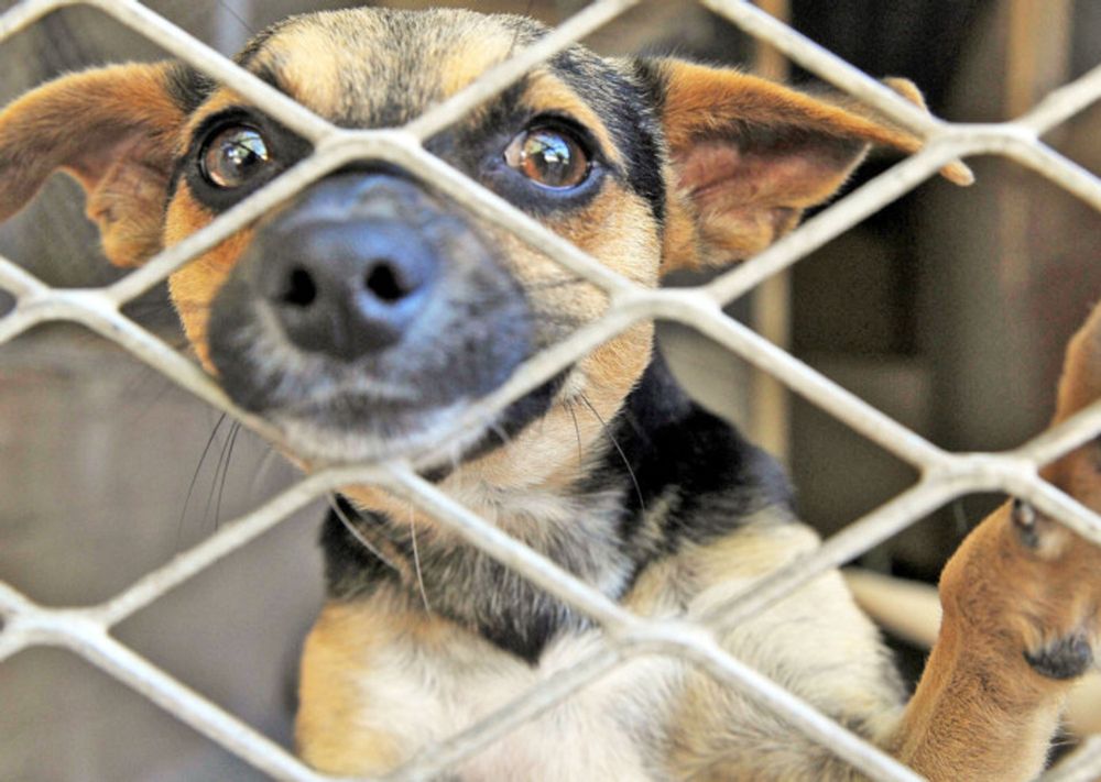 Animal welfare is a real crisis but Cape Town’s draft by-law regulates the wrong things - IOL