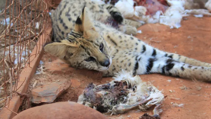 NSPCA seizes tigers and serval after alleged neglect at North West facility
