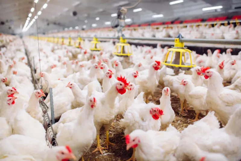 Meat traders delighted after South Africa resumes poultry imports from Brazil