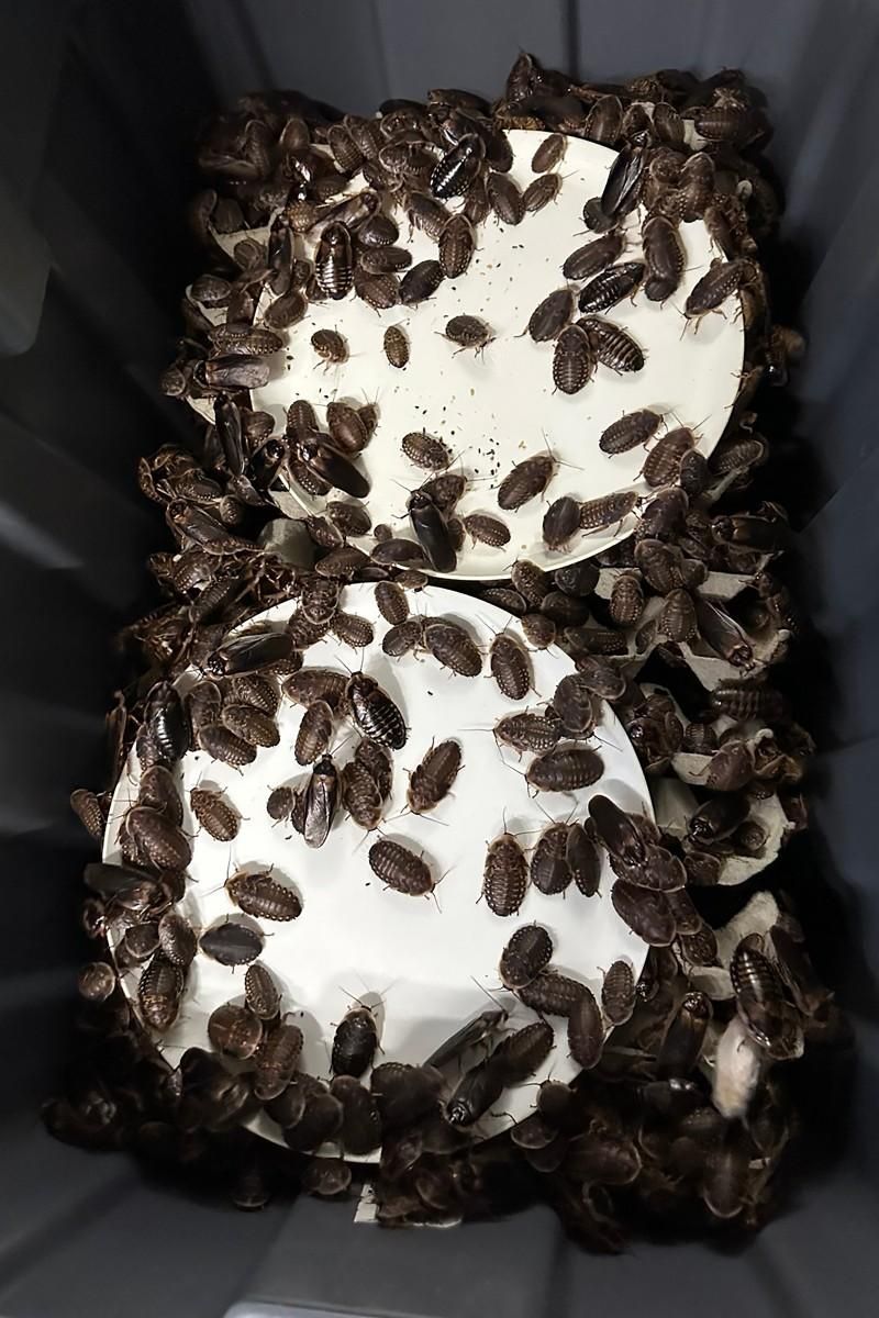 100 000 cockroaches seized in Australia's biggest bug bust