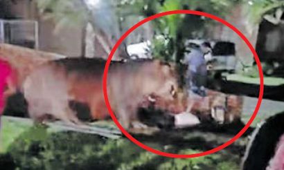 Holidaymakers face ban after provoking hippo in St Lucia