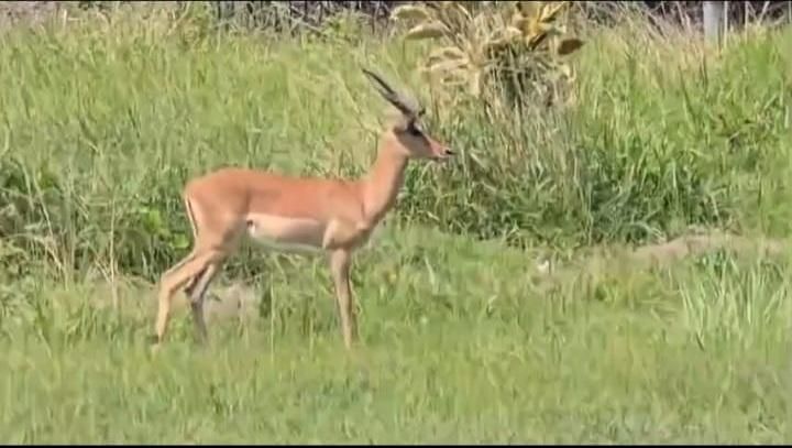 WATCH: Chatsworth residents urged to report impala sightings near Higginson Highway