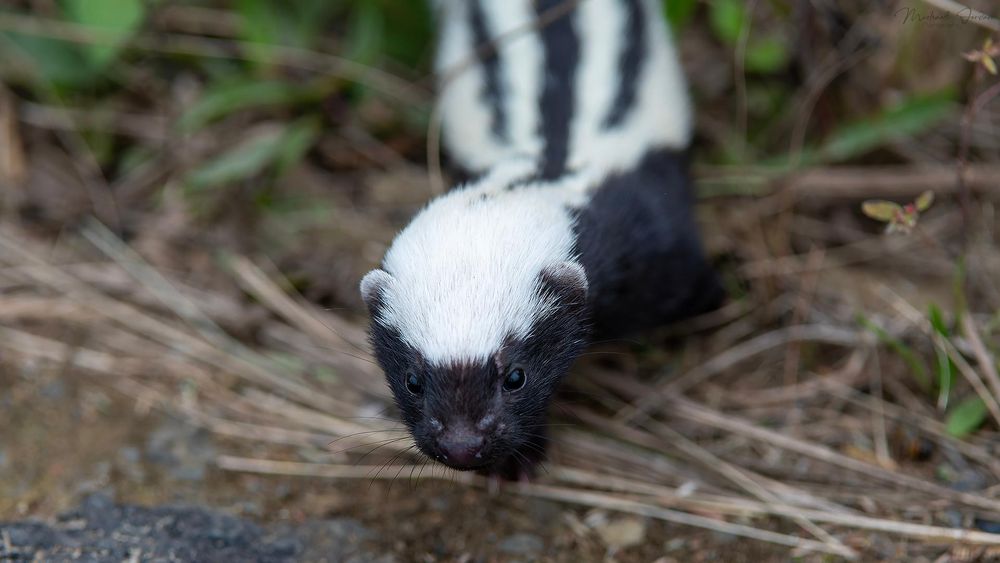 Help protect the elusive African Striped Weasel: a call for citizen ...