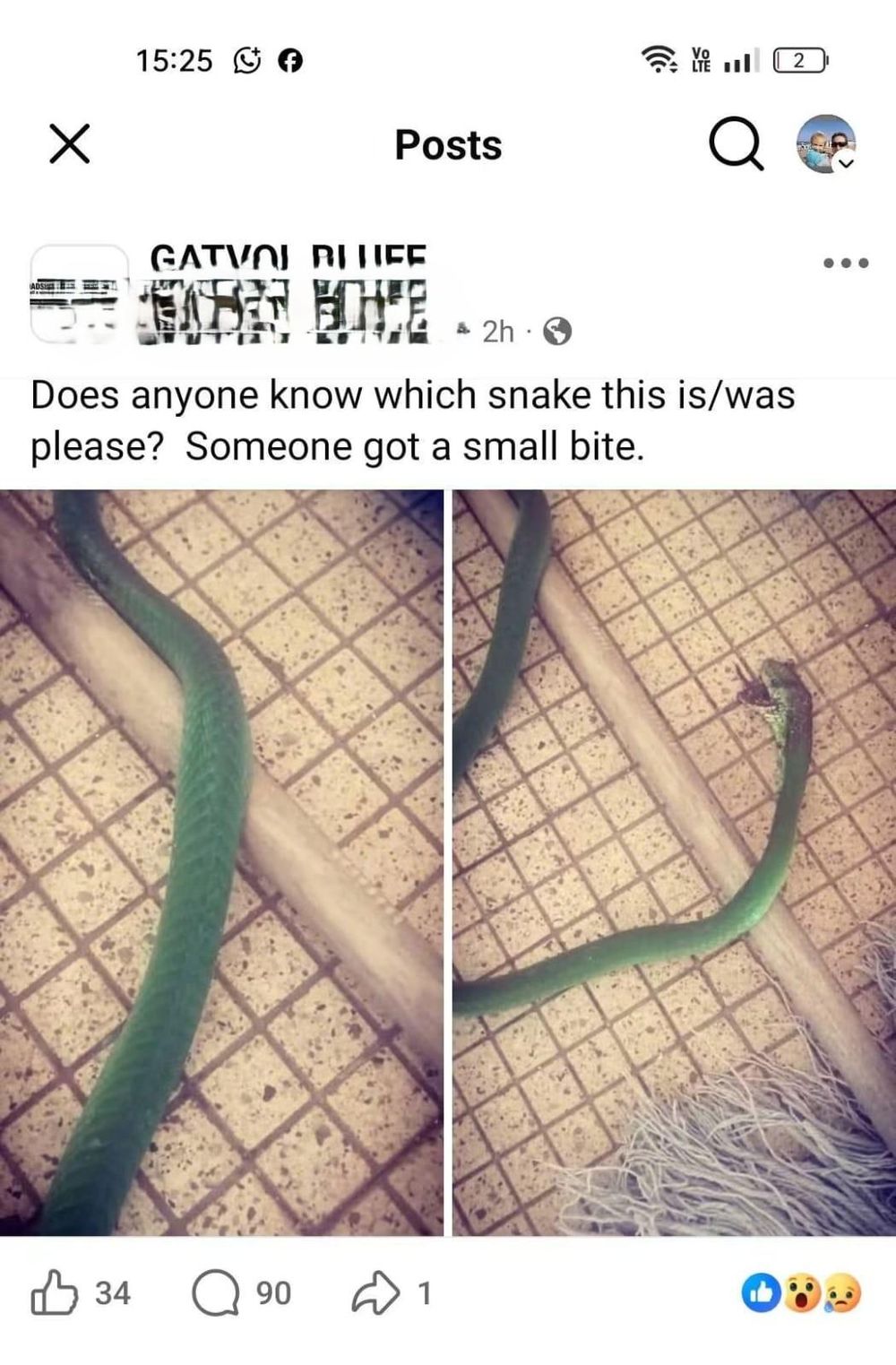 Bitten by deadly mamba, Durban man told snake was harmless - IOL