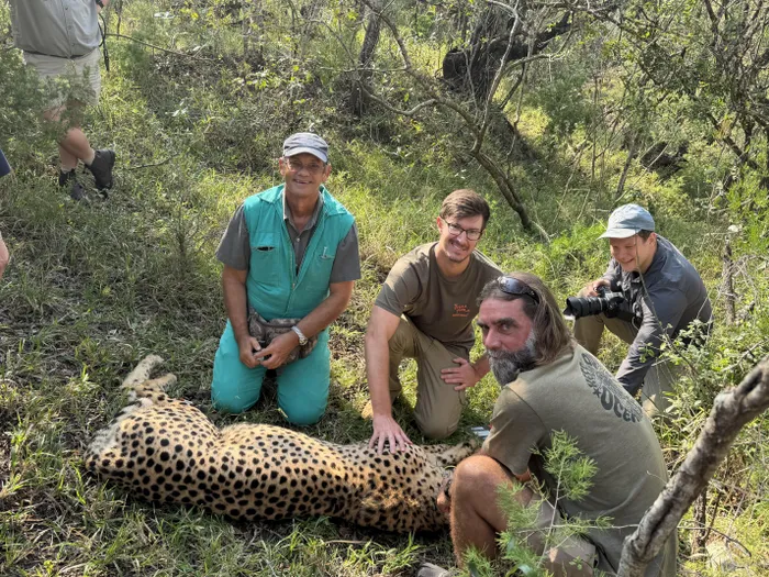 Veterinarian Trever Viljoen, Craig Cordier, Thilo Beck and Ian Pennefathet during the process of collaring a male cheetah, Amani, at Thula Thula Game Reserve in Zululand. 