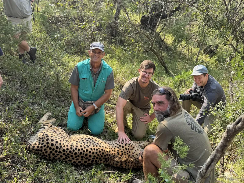 Thula Thula Game Lodge marks a milestone with new cheetah collaring